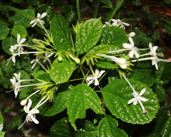 Lamiaceae