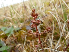 Micranthes foliolosa