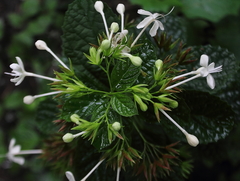 Lamiaceae