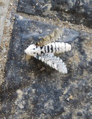 Zeuzera multistrigata