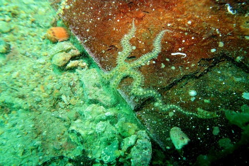 Macrophiothrix spongicola observed 2024-11-30