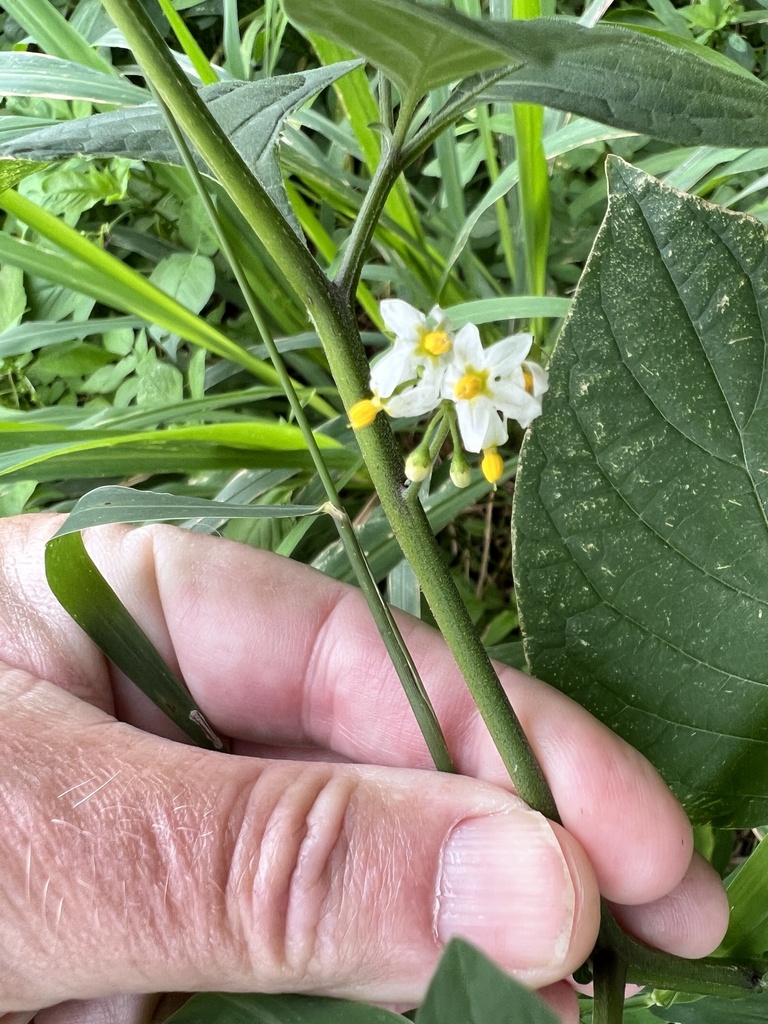 American black nightshade from Sapphire Way SW, Vero Beach, FL, US on ...