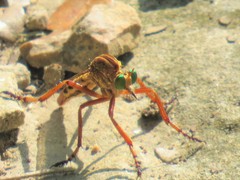 Diogmites angustipennis