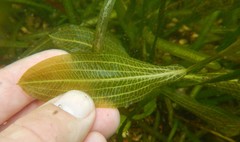 Potamogeton illinoensis
