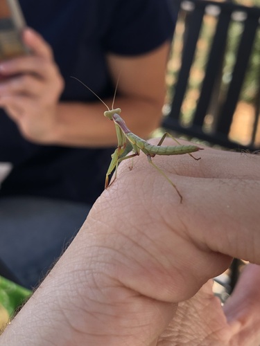 Mediterranean Mantis photo 6