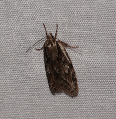 Semioscopis aurorella