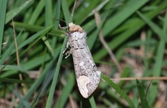 Phalera angustipennis