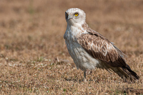 Short-toed Snake-Eagle