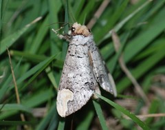 Phalera angustipennis