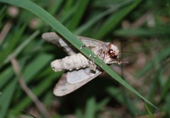 Phalera angustipennis