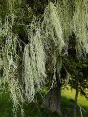 Evernia divaricata
