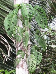 Monstera adansonii