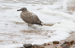 Larus argentatus