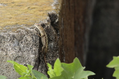 Sceloporus albiventris