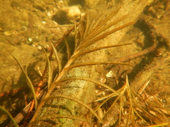 Potamogeton robbinsii