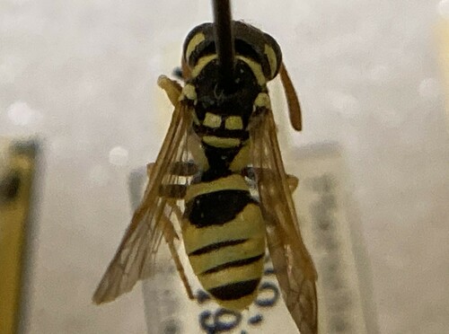 Cyathopus