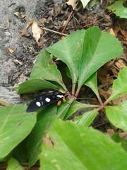 Androloma disparata