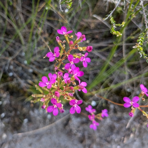 Image of Stylidium lineare by (c) Luke Lythgoe, some rights reserved (CC BY)