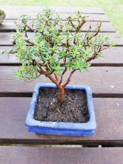Crassula sarcocaulis