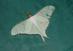 Actias artemis