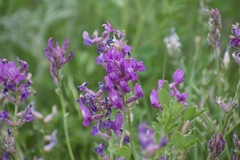 Oxytropis lambertii