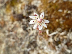 Micranthes foliolosa