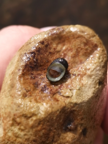 River Nerite
