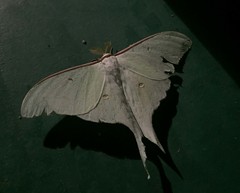 Actias artemis