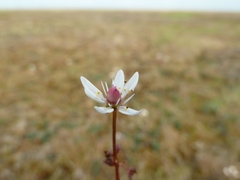 Micranthes foliolosa