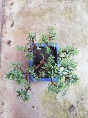 Crassula sarcocaulis