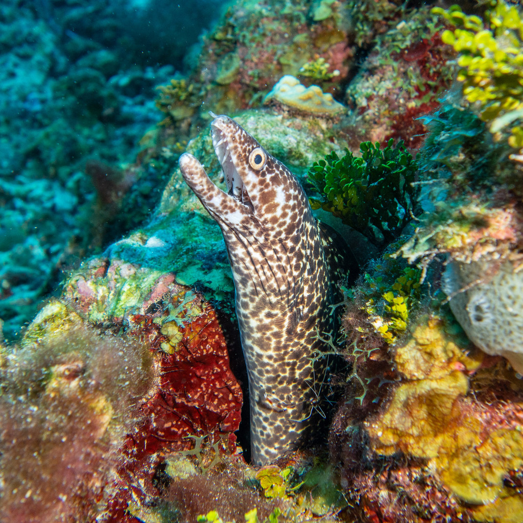 Photo of Spotted moray (Gymnothorax moringa)