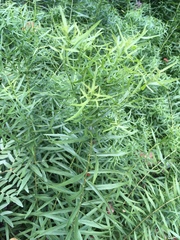 Dulichium arundinaceum