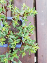 Crassula sarcocaulis
