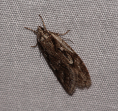 Semioscopis aurorella