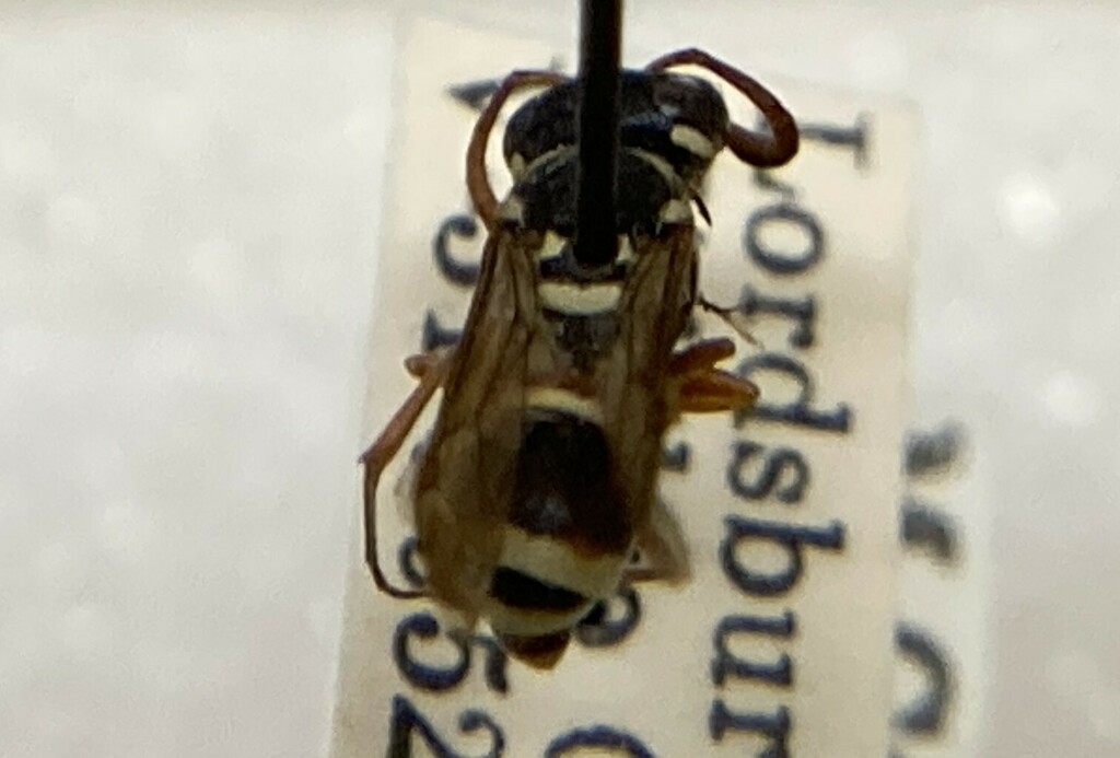 Pterocheilus desertorum