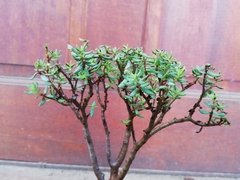 Crassula sarcocaulis