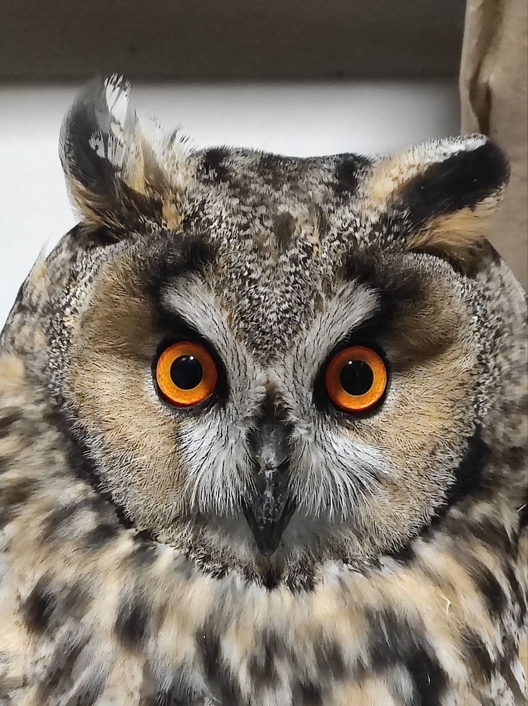 칡부엉이 from Чебоксары, Чувашская Респ.... высокие деревья · iNaturalist 칡부엉이 (Asio otus)