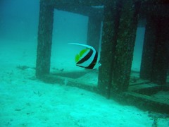 Heniochus acuminatus