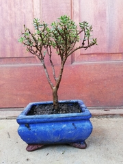 Crassula sarcocaulis