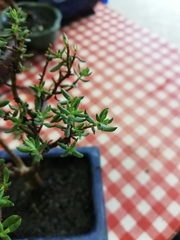 Crassula sarcocaulis
