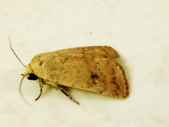 Heliothis