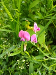 Lathyrus
