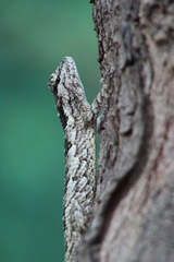 Sceloporus melanorhinus