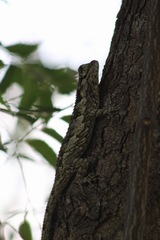 Sceloporus melanorhinus