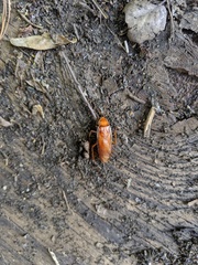 Shelfordella lateralis