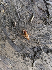 Shelfordella lateralis