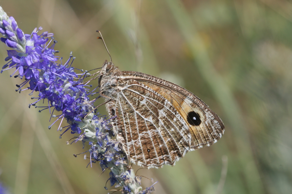 Hipparchia autonoe