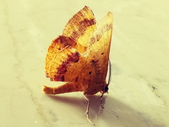 Hyperythra