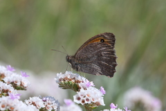 Hyponephele lupinus