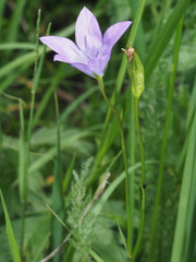 Campanula stevenii